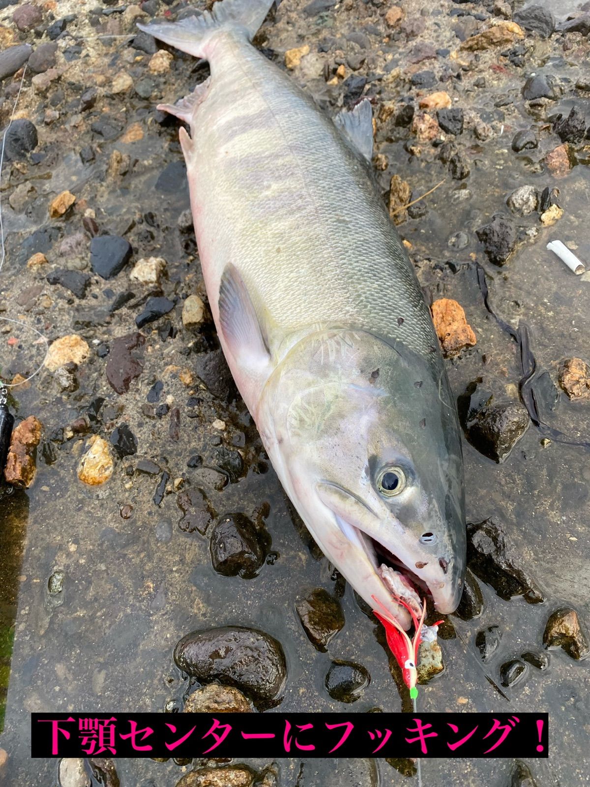 メルカリshops フカセ星人 アキアジ カラフトマス フカセ仕掛け 2セット