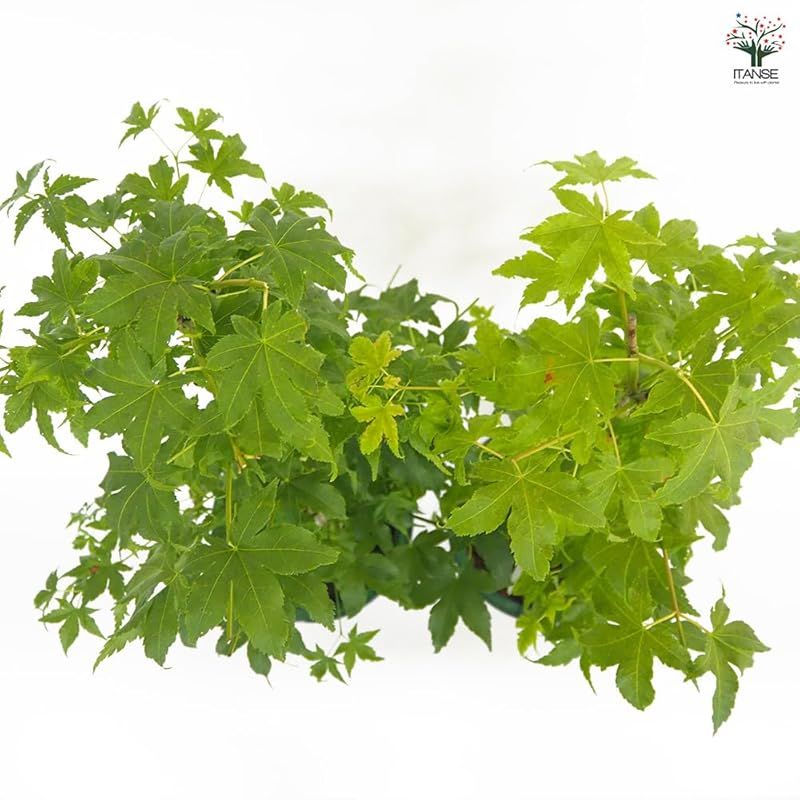 春は黄緑色で夏は緑に秋は黄色