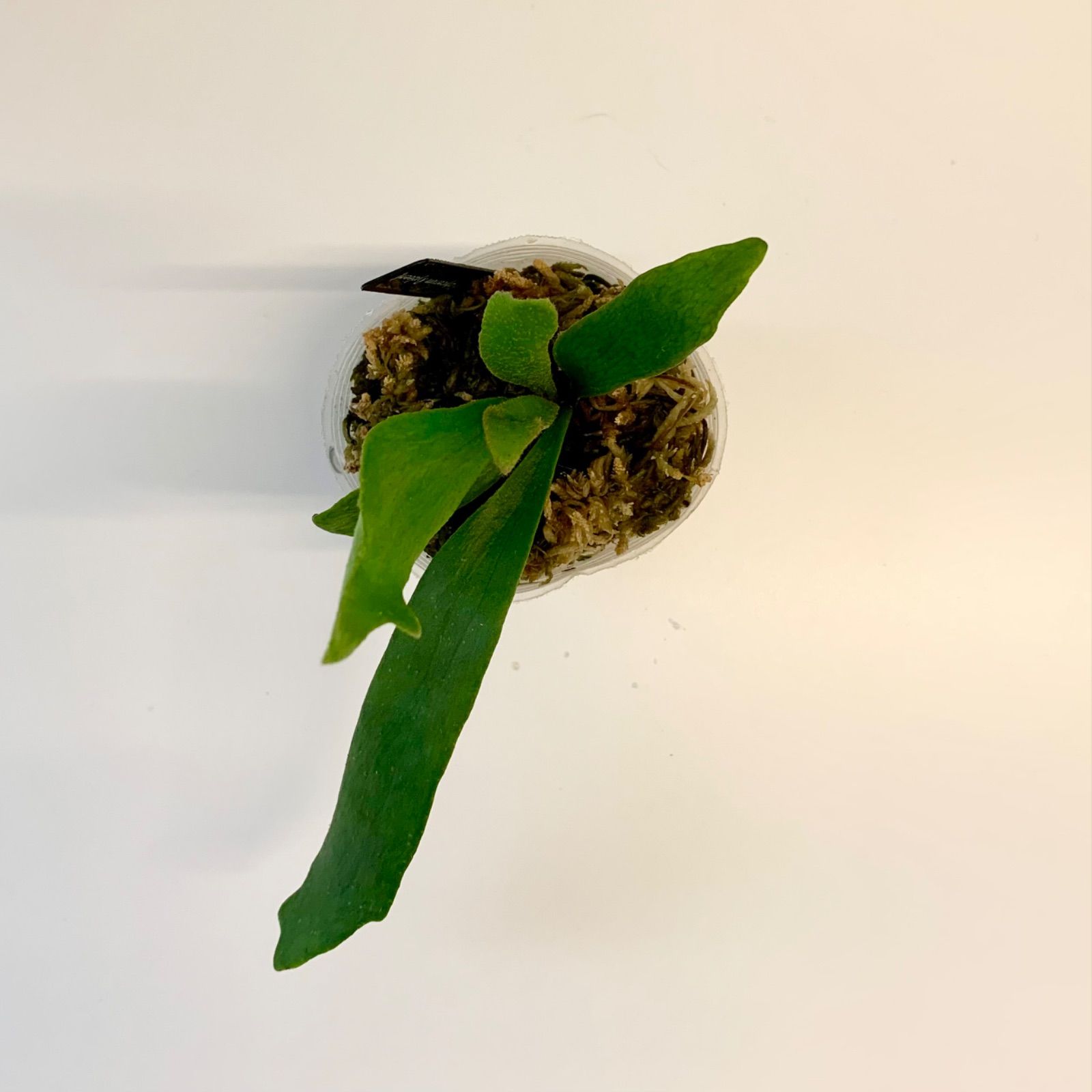 ビカクシダ P. Mt.Lewis x P. veitchii wild 人気交配種】| P. Rydeen