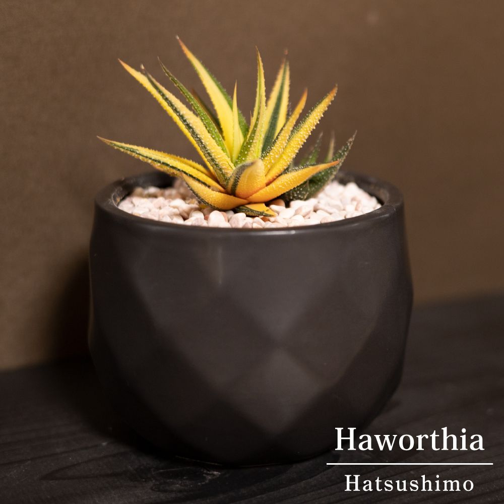 希少品種】 ハオルチア 斑入り 初霜錦 瑠璃殿錦 十二の巻 多肉植物