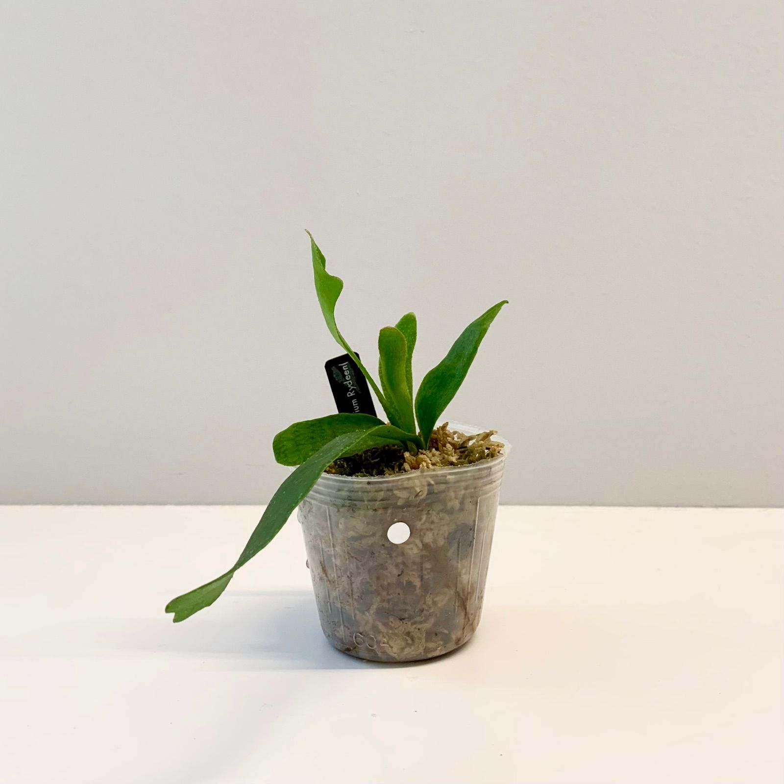 ビカクシダ P. Mt.Lewis x P. veitchii wild P. veitchii Lisa x veitchii wild ビカクシダ ベイチー リサ x