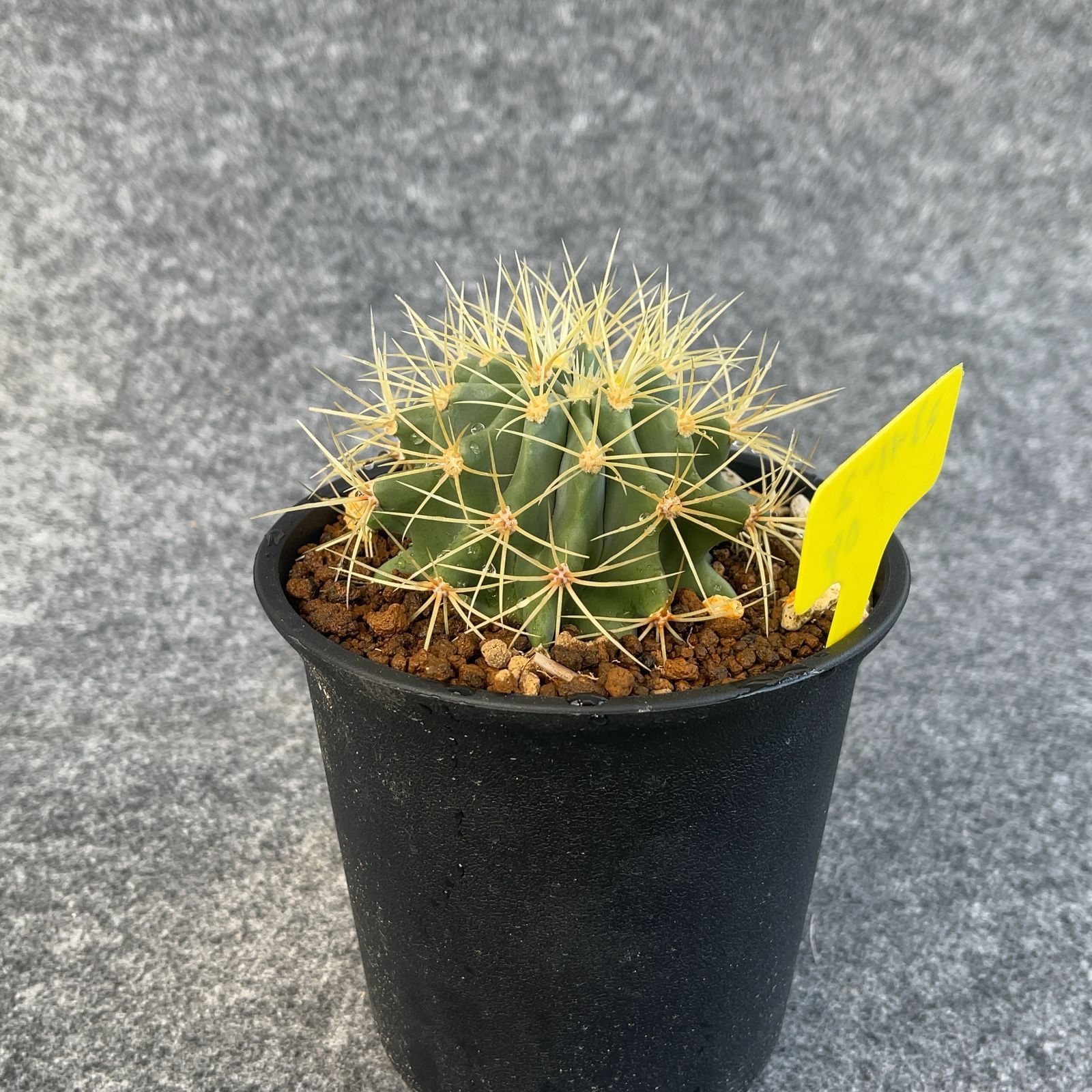 鉢ごと発送】サボテン 王冠竜(おうかんりゅう) Ferocactus glaucescens