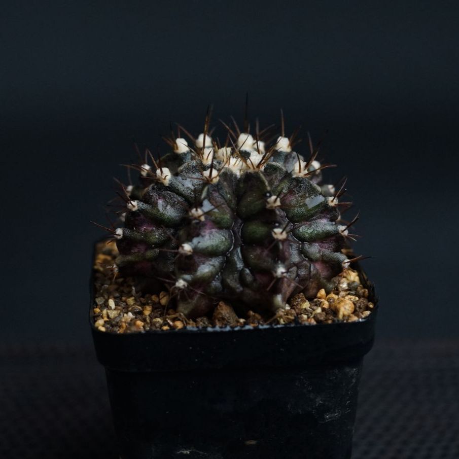 Gymnocalycium