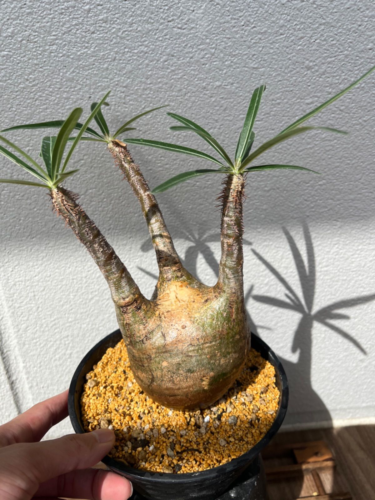 グラキリス6】発根済み 塊根植物 美株 現地球 - メルカリ