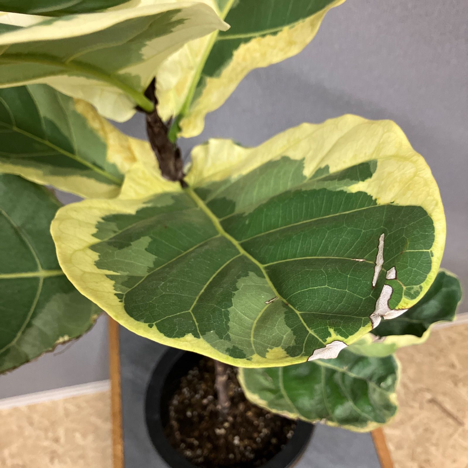 超希少❗️フィカス　リラータ　カシワバゴム　斑入り✨ 超希少❗️フィカス リラータ カシワバゴム 斑入り✨ - メルカリ