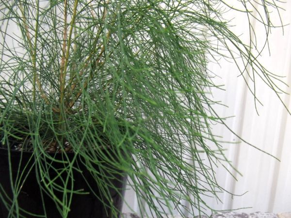 現物「タマモクマオウ」5号 モクマオウ科 オーストラリア原産