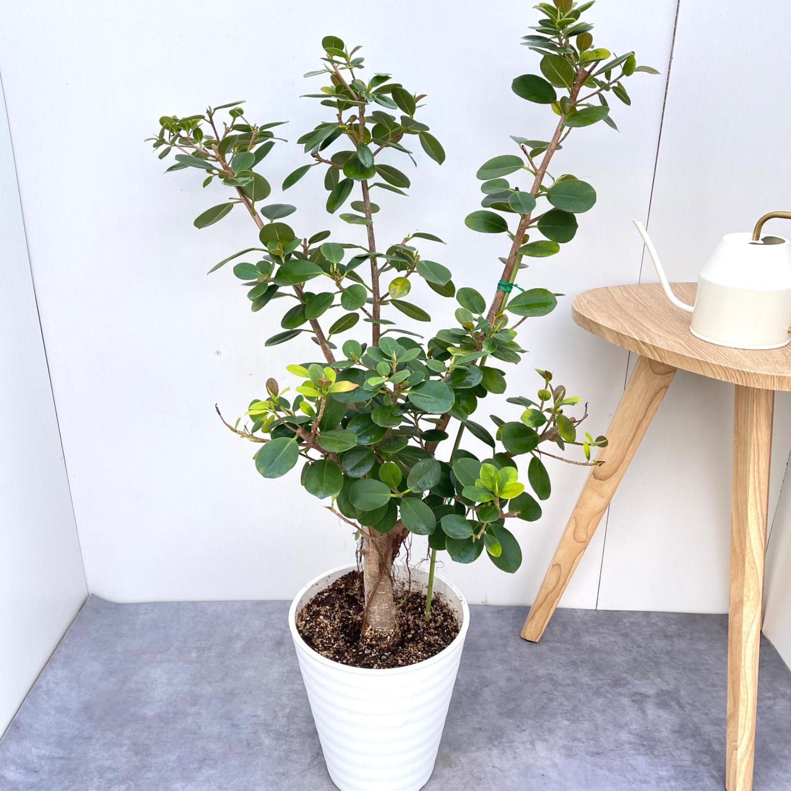 レア多頭植物 希少ザミア プミラ おしゃれインテリア レア多頭植物 希少ザミア プミラ おしゃれインテリア 現品