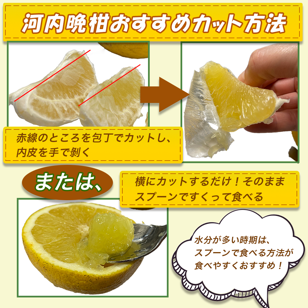 【訳あり】河内晩柑　１０ｋｇ　（みしょうゴールド・美生柑・愛南ゴールド・宇和ゴールド・ジューシーオレンジ・ナダオレンジみしょうゴールド）