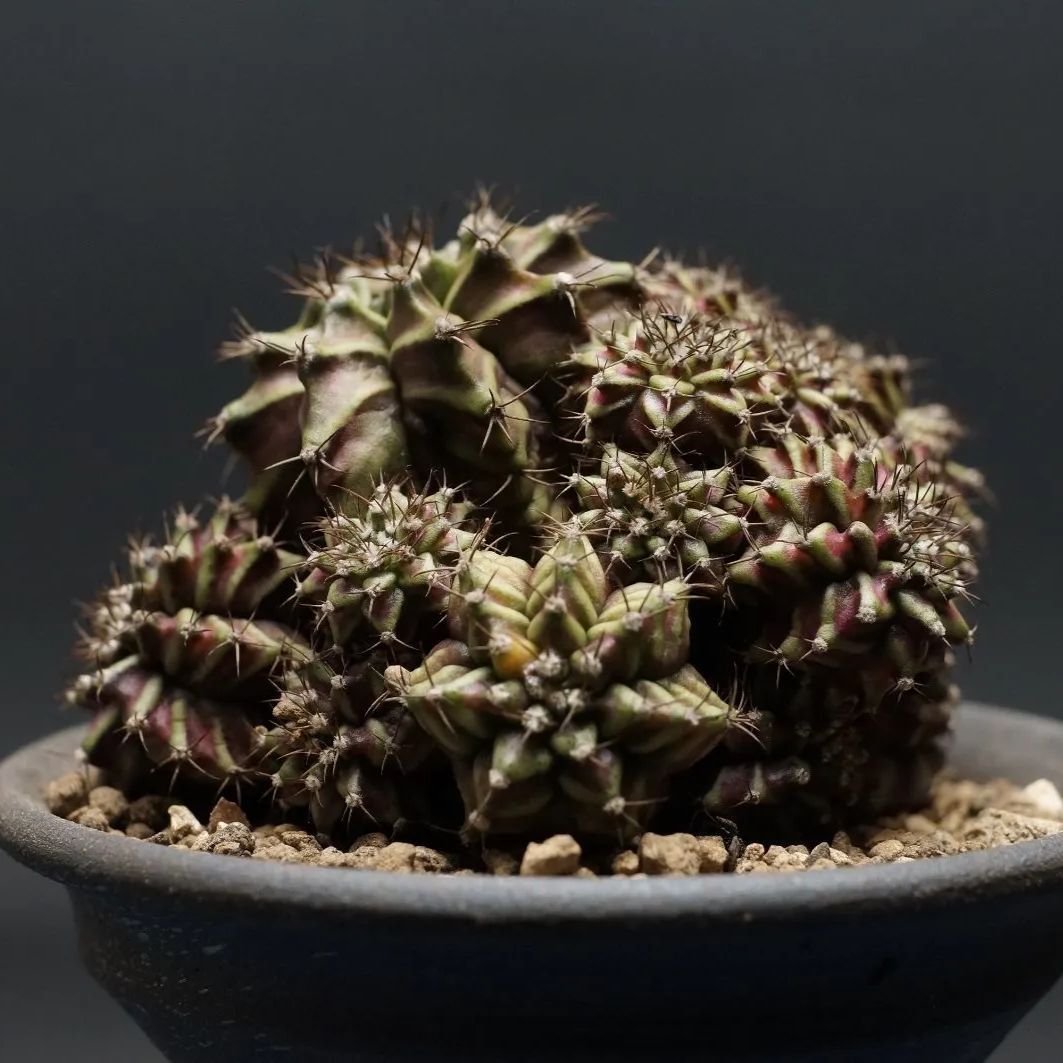 Gymnocalycium