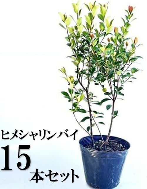 15本セット ヒメシャリンバイ樹高0.4m前後15cmポット