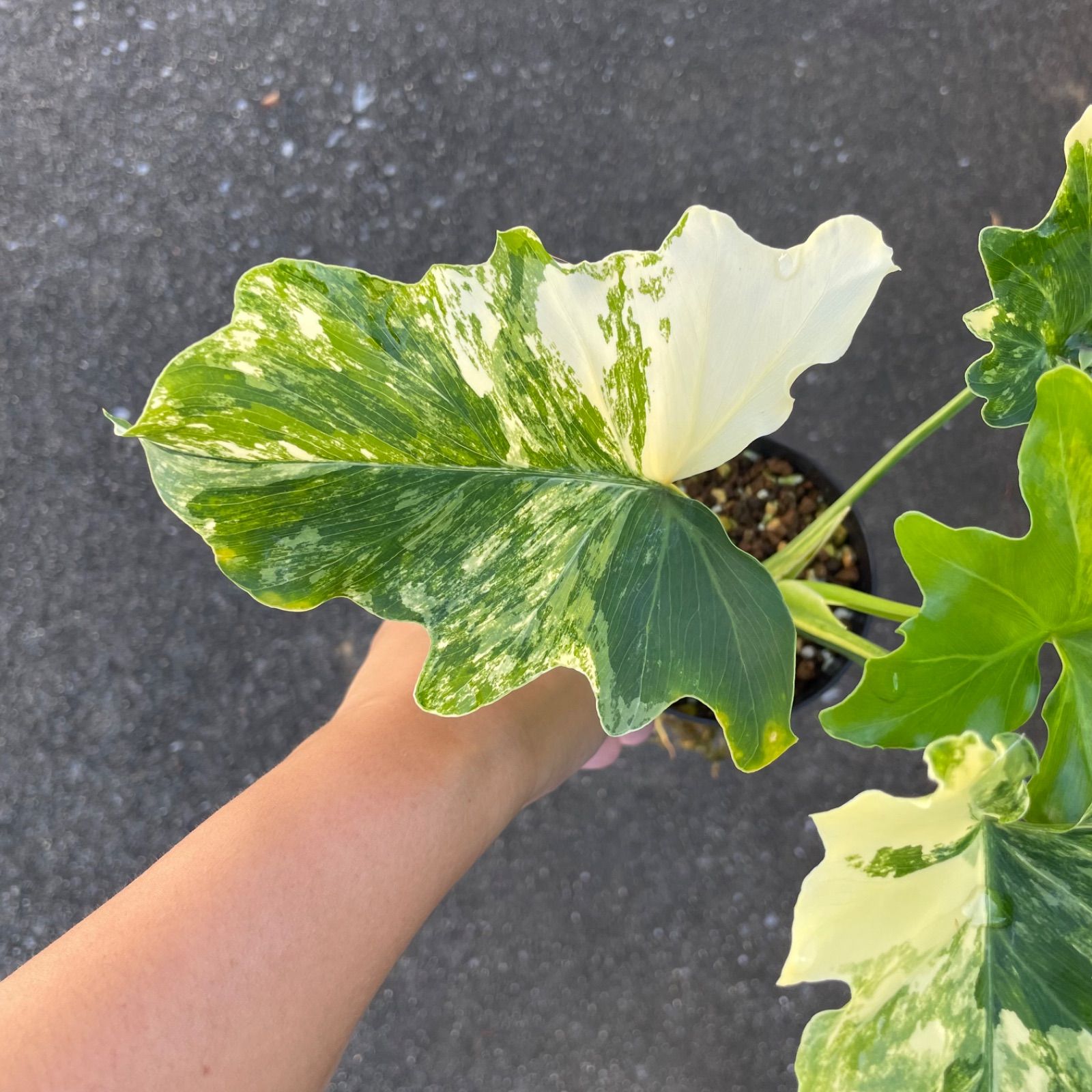 極斑】フィロデンドロン セローム トリカラー ミント斑入り - メルカリ