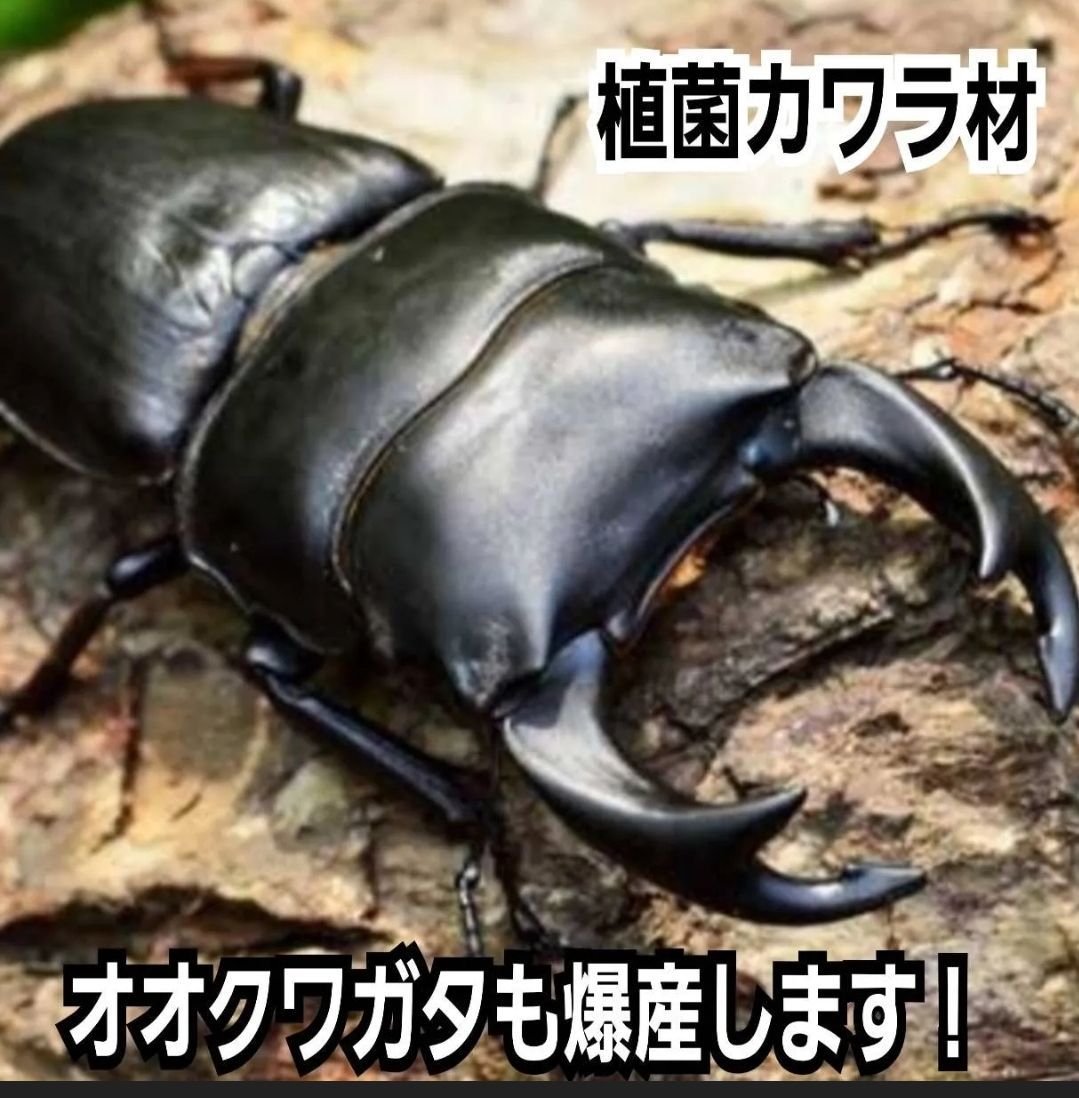 大きい！クヌギ材 ディスプレイに！ クワガタ、カブトムシ飼育に！35