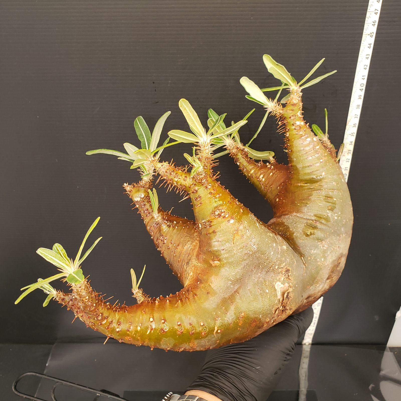 P277【自社養生・発根株】Pachypodium カクチペス（現地球・抜き
