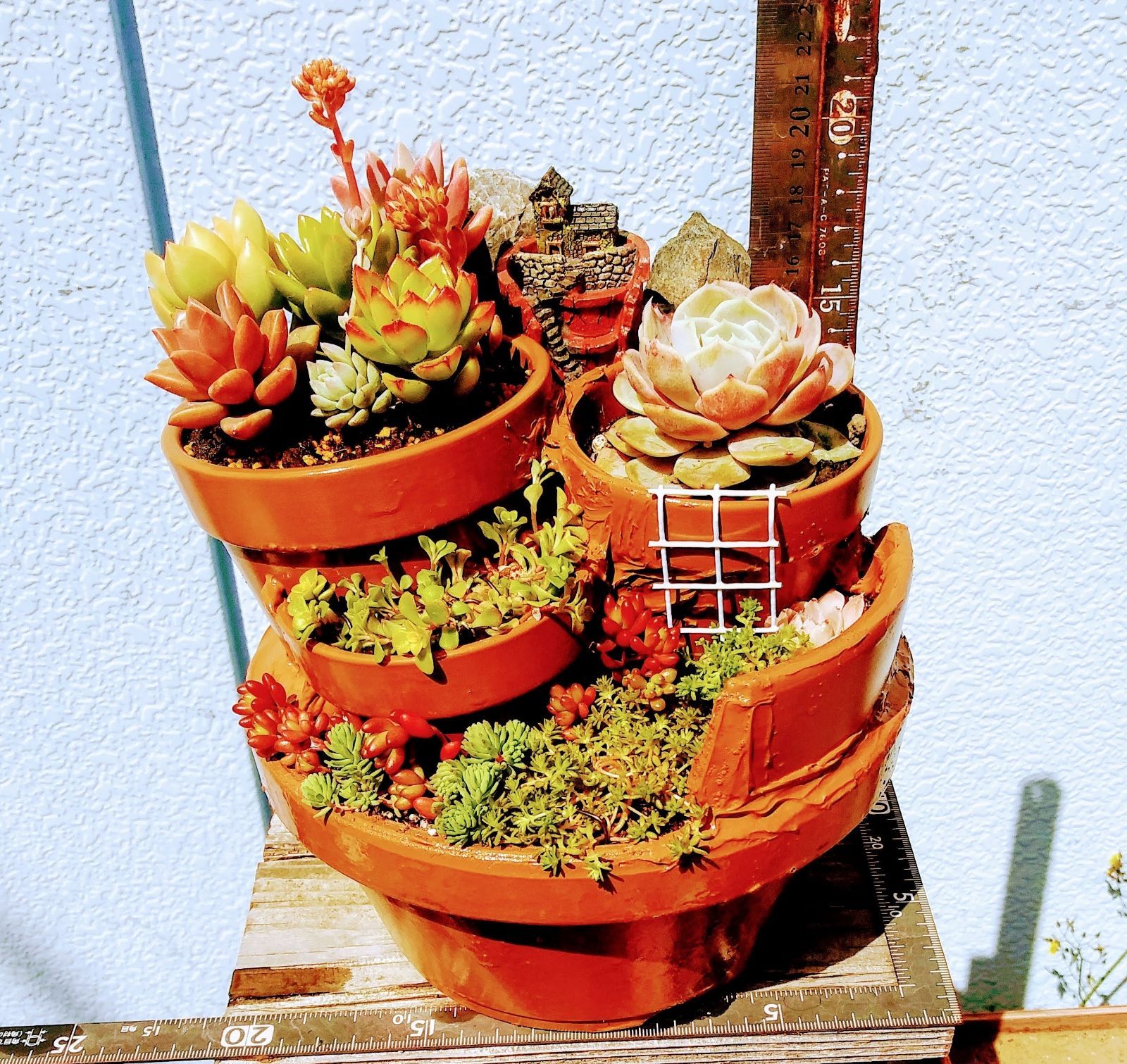 4141多肉植物の寄せ植え☆組鉢作品☆天空の城☆６号５鉢組 - 花の家