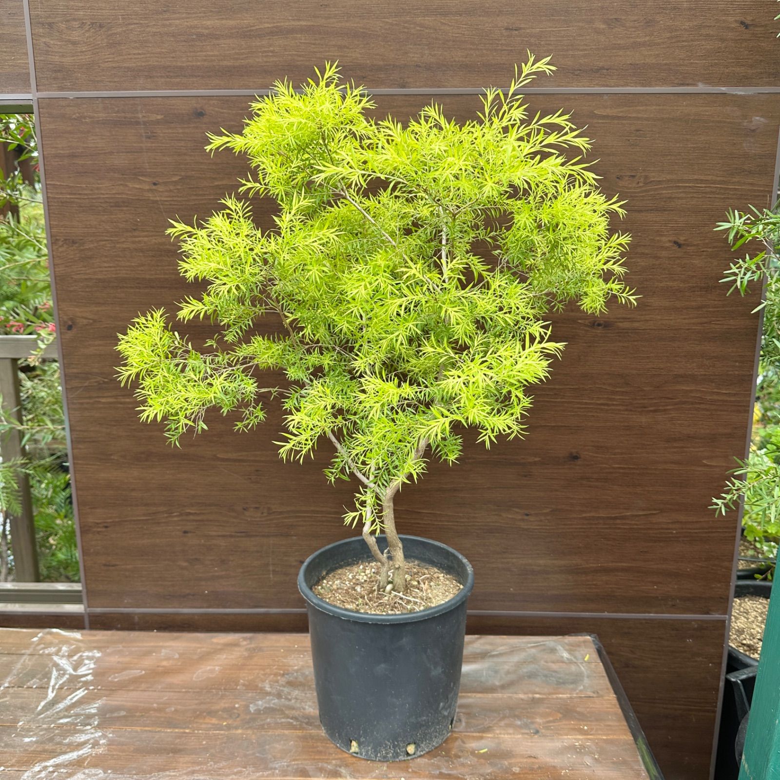 【現品】メラレウカ　 ティーツリー 苗 【レボリューションゴールド】 8号　Ⅰ メラレウカ レボリューションゴールド ティーツリー 苗