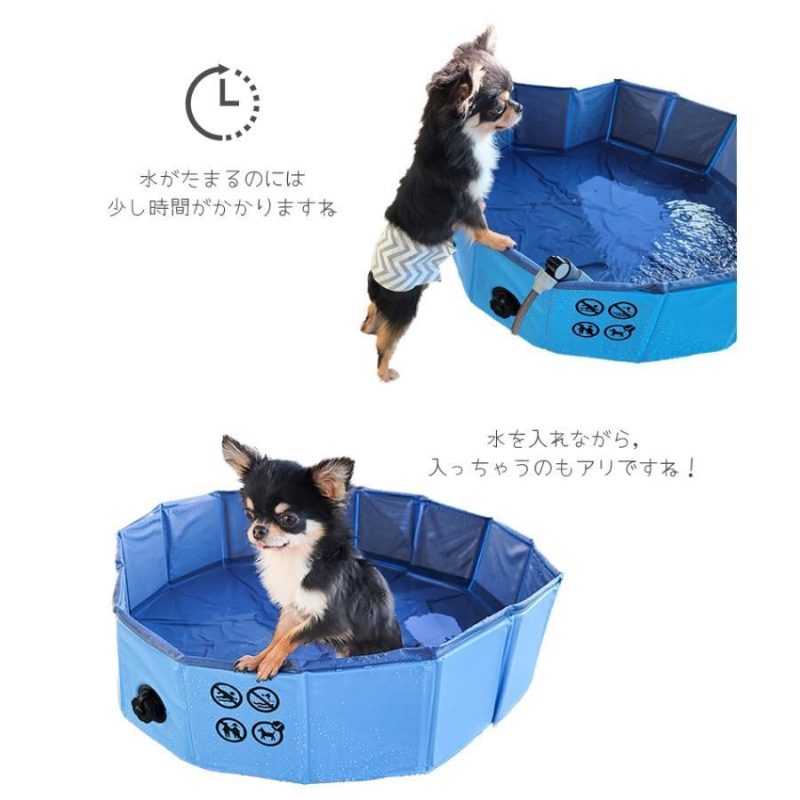 プール ドッグ