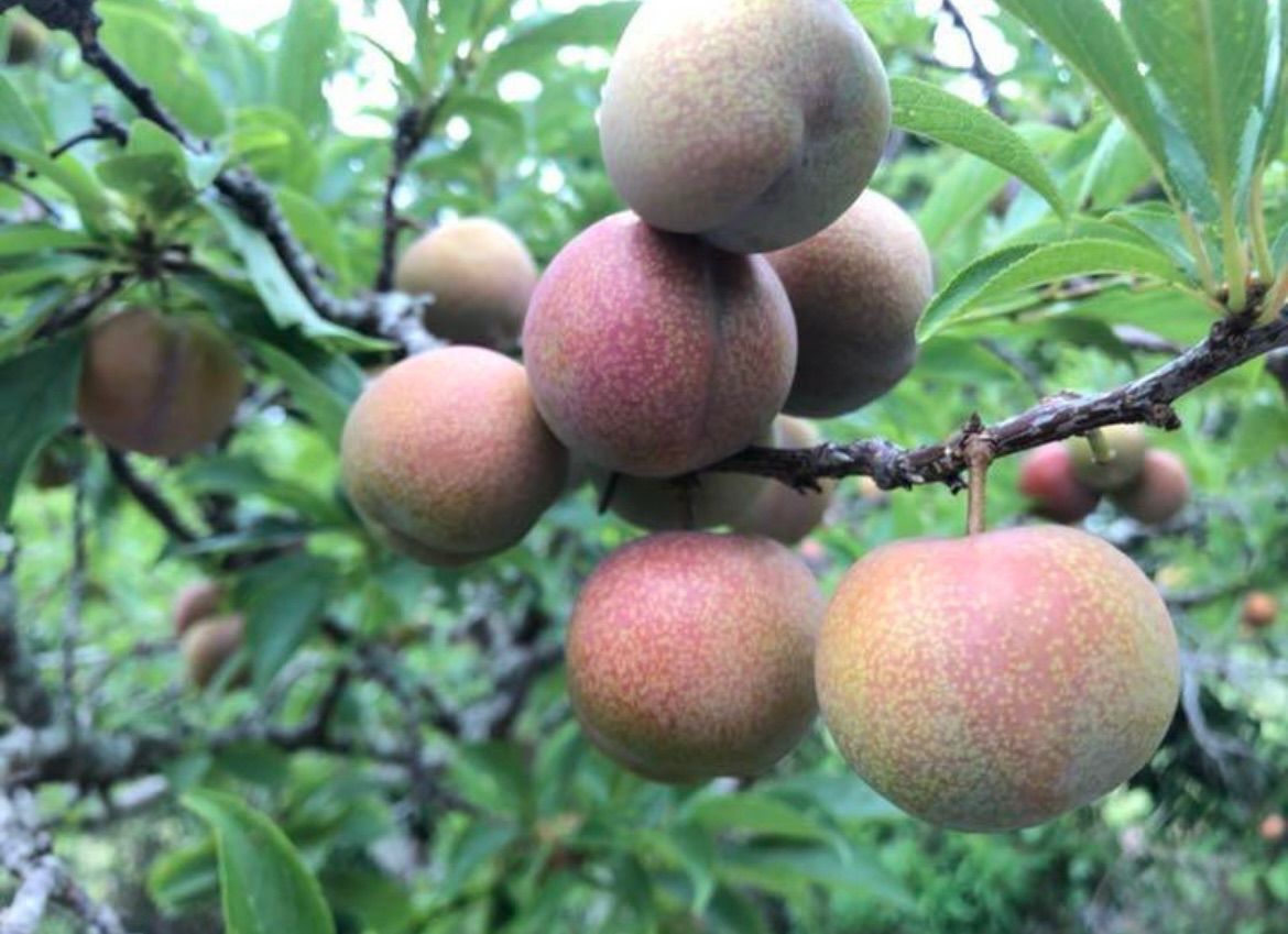 鹿児島産 すもも 10kg フォロワークーポンあり！ - メルカリ