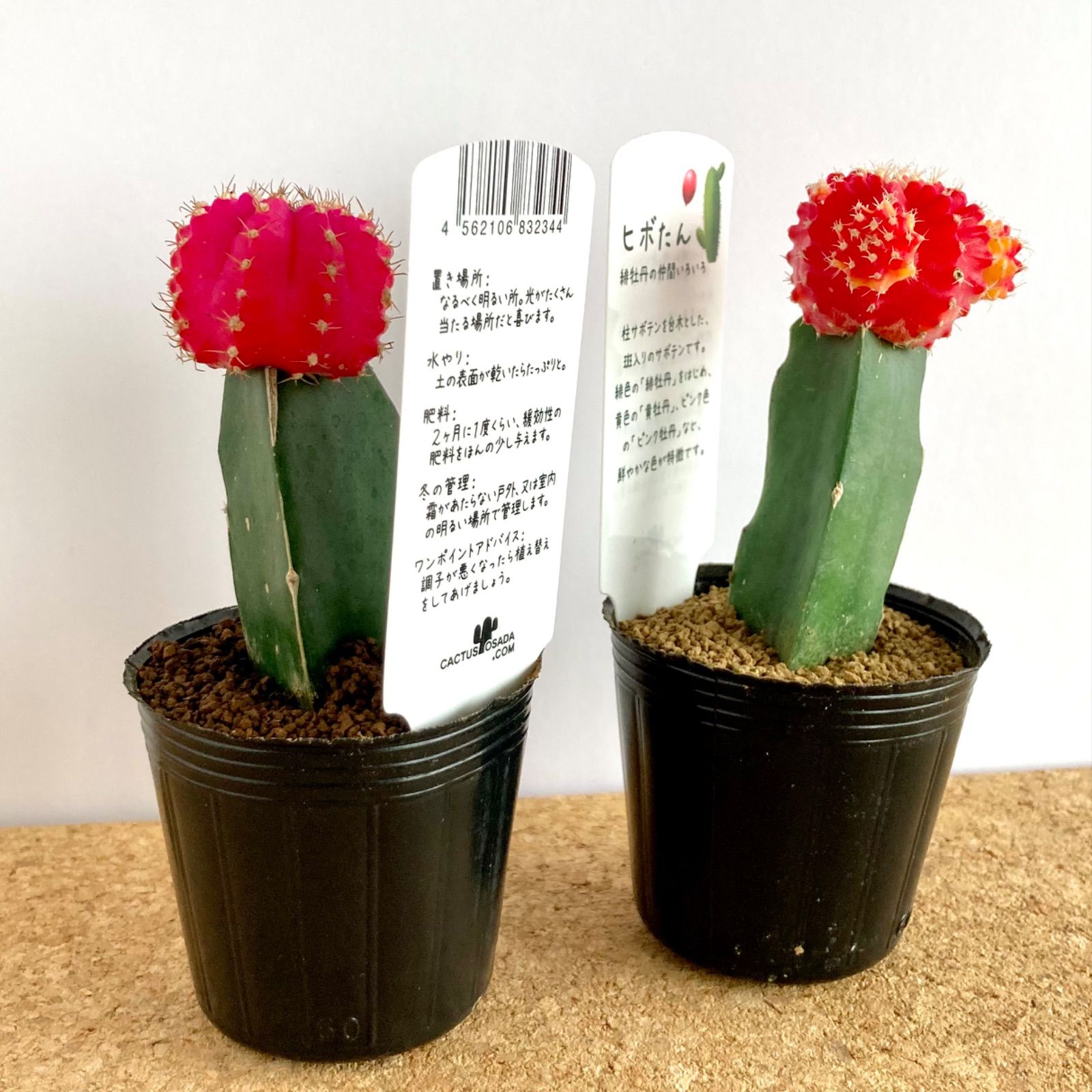 サボテン ギノカリウム 緋牡丹 2号 2個セット / ピンク&レッド / 多肉植物 観葉植物 ひぼたん - メルカリ