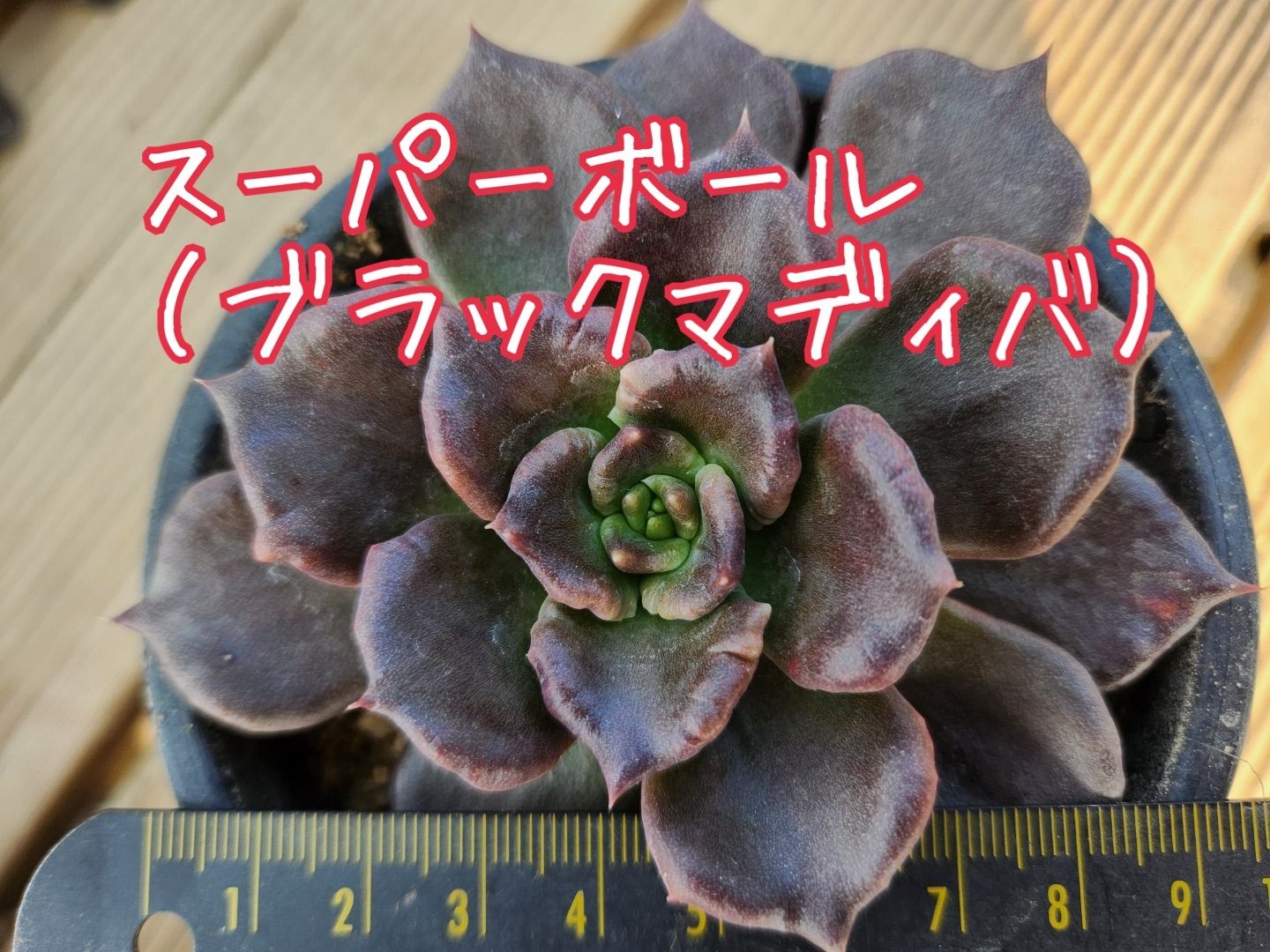 多肉植物 298突起マディバ 希少 良質 抜き苗 新入荷 | arnotts.co.id