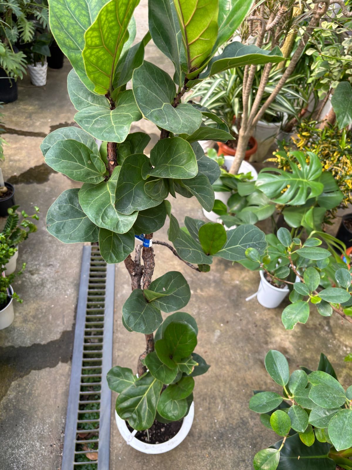 フィカス バンビーノ ８号 カシワバゴム ゴムの木 観葉植物 インテリア グリーン インドア 屋内 リビング オフィス ショップ オシャレ