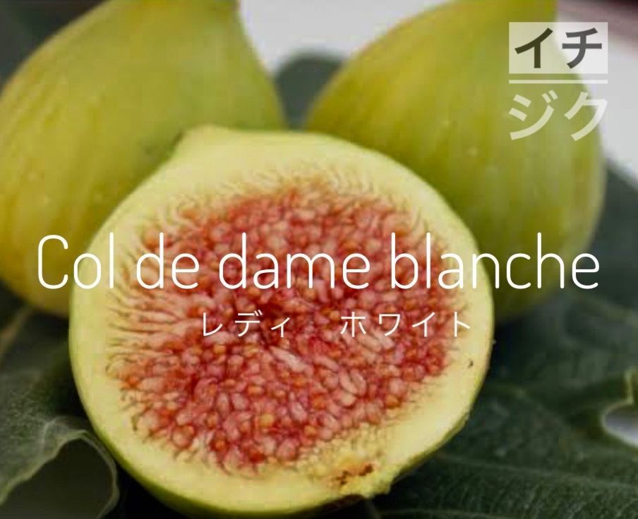 イチジクCol de Dama Blanc レディホワイト発根済 小苗 イチジクCol de Dama Blanc レディホワイト発根済 小苗 - メルカリ