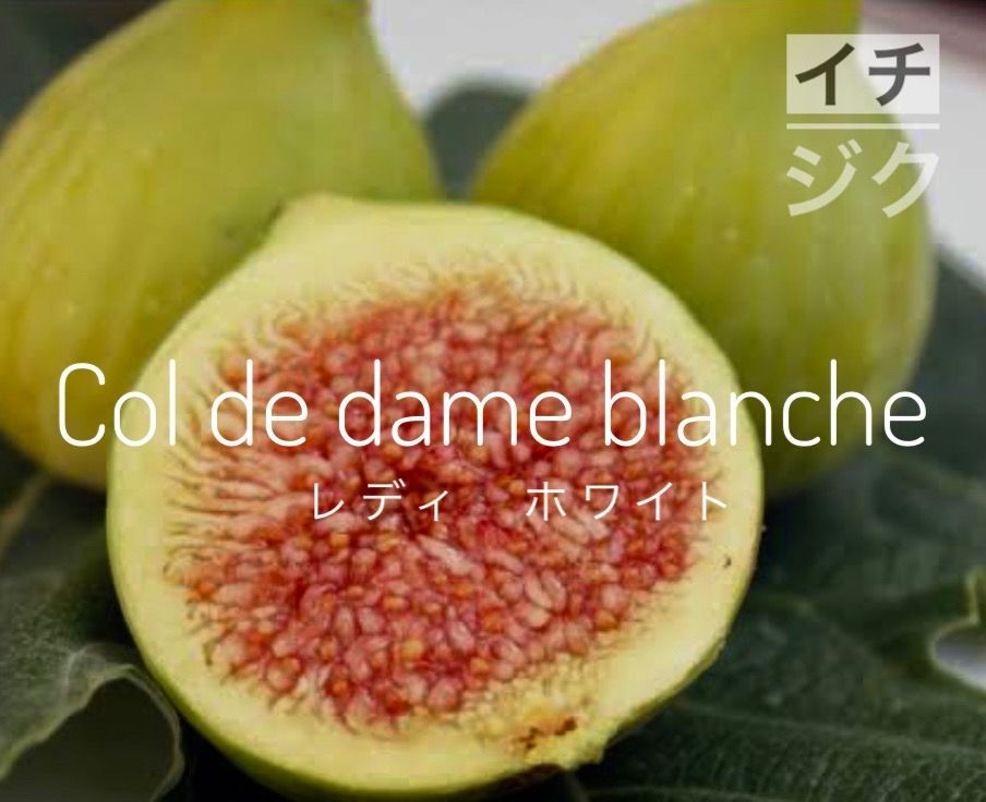 レディホワイト イチジク col de dame blanche！ 極太２本 挿し穂 - メルカリ