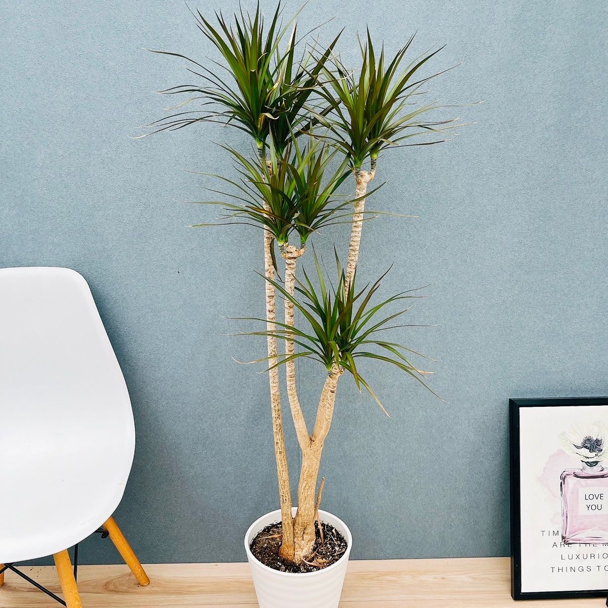 兼弥産業　スリット鉢　13号　8鉢 兼弥産業 スリット鉢 13号 8鉢 楽天市場】兼弥 スリット鉢 8号の通販