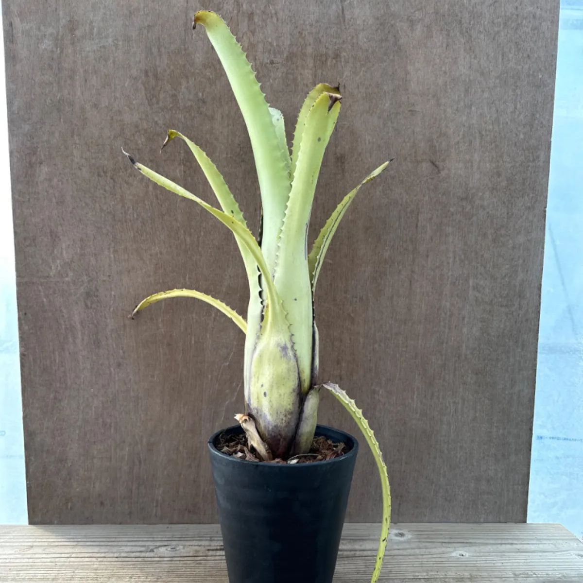 エクメア トカンチーナ トカンティーナ Aechmea tocantina エクメア