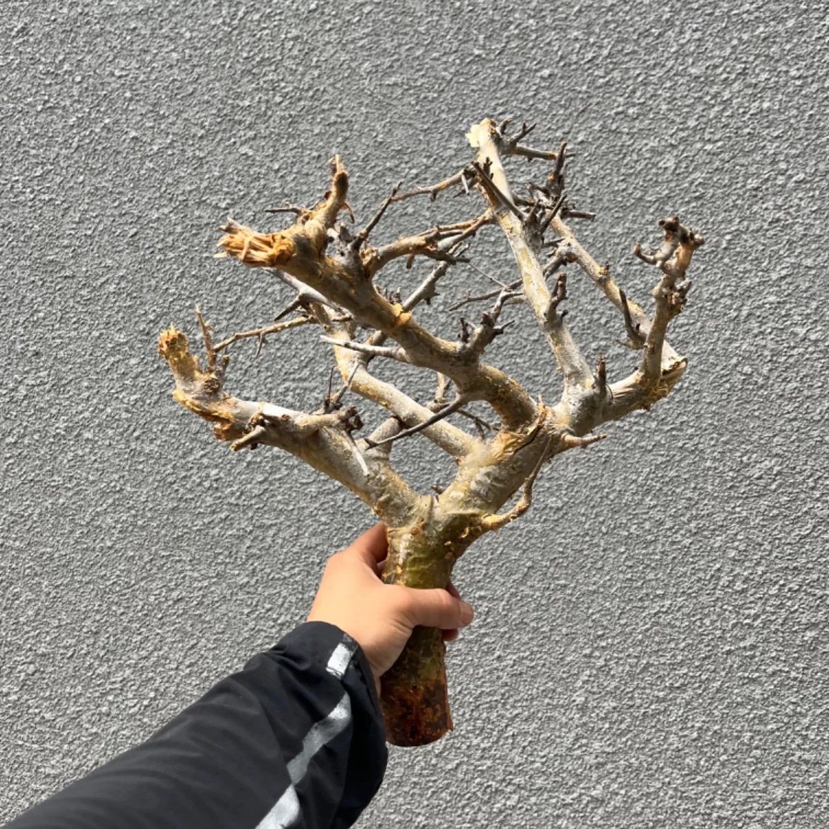 ボスウェリア リヴァエ 超美形 新鮮 7/31到着 (BR7) 現地球 ベアルート