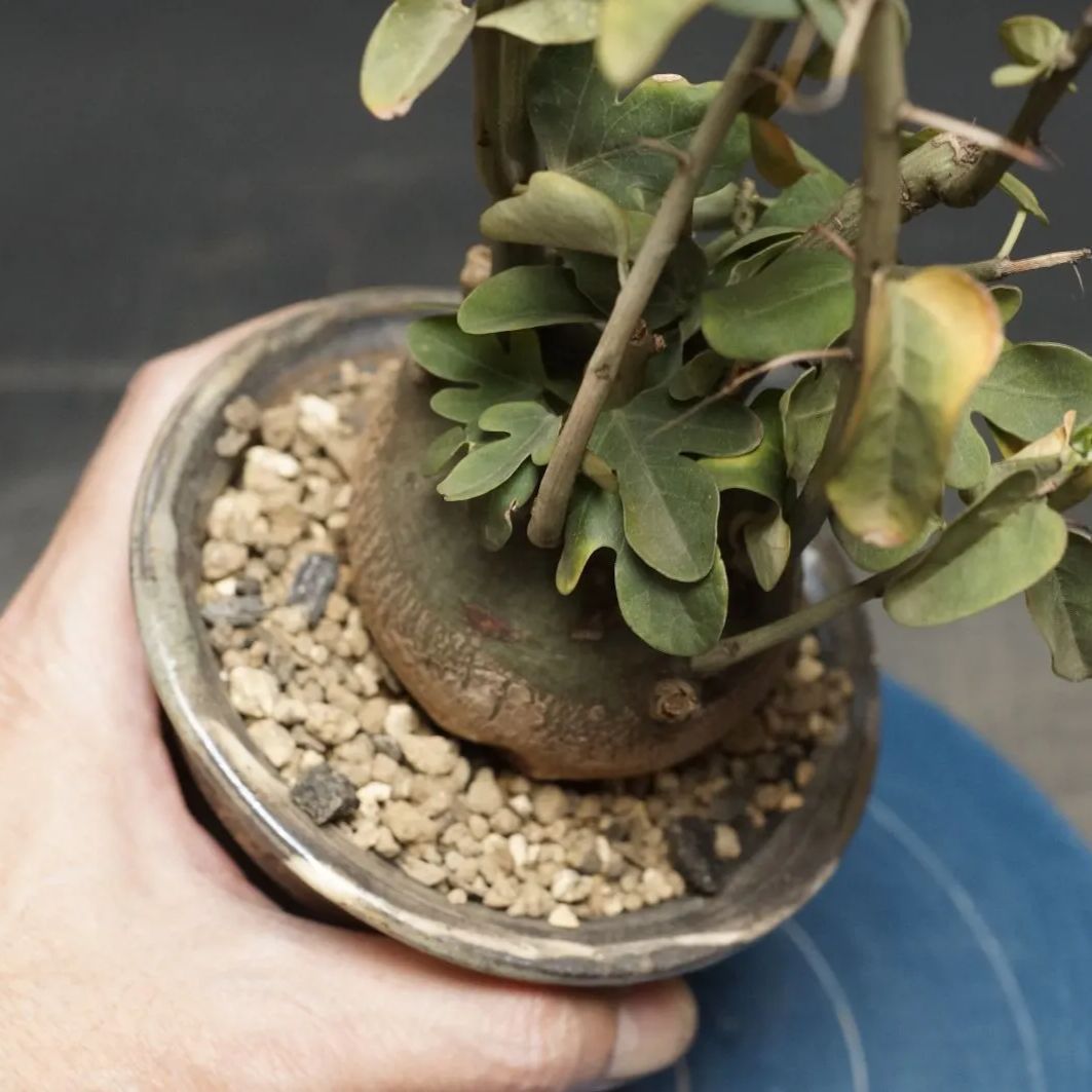 Adenia spinosa
