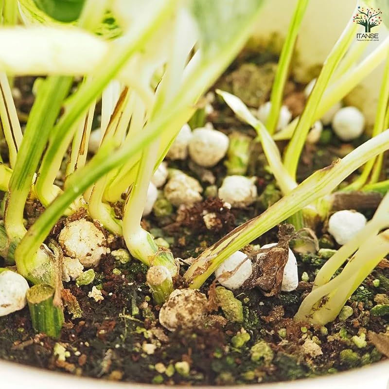 テルノラブソング 5号