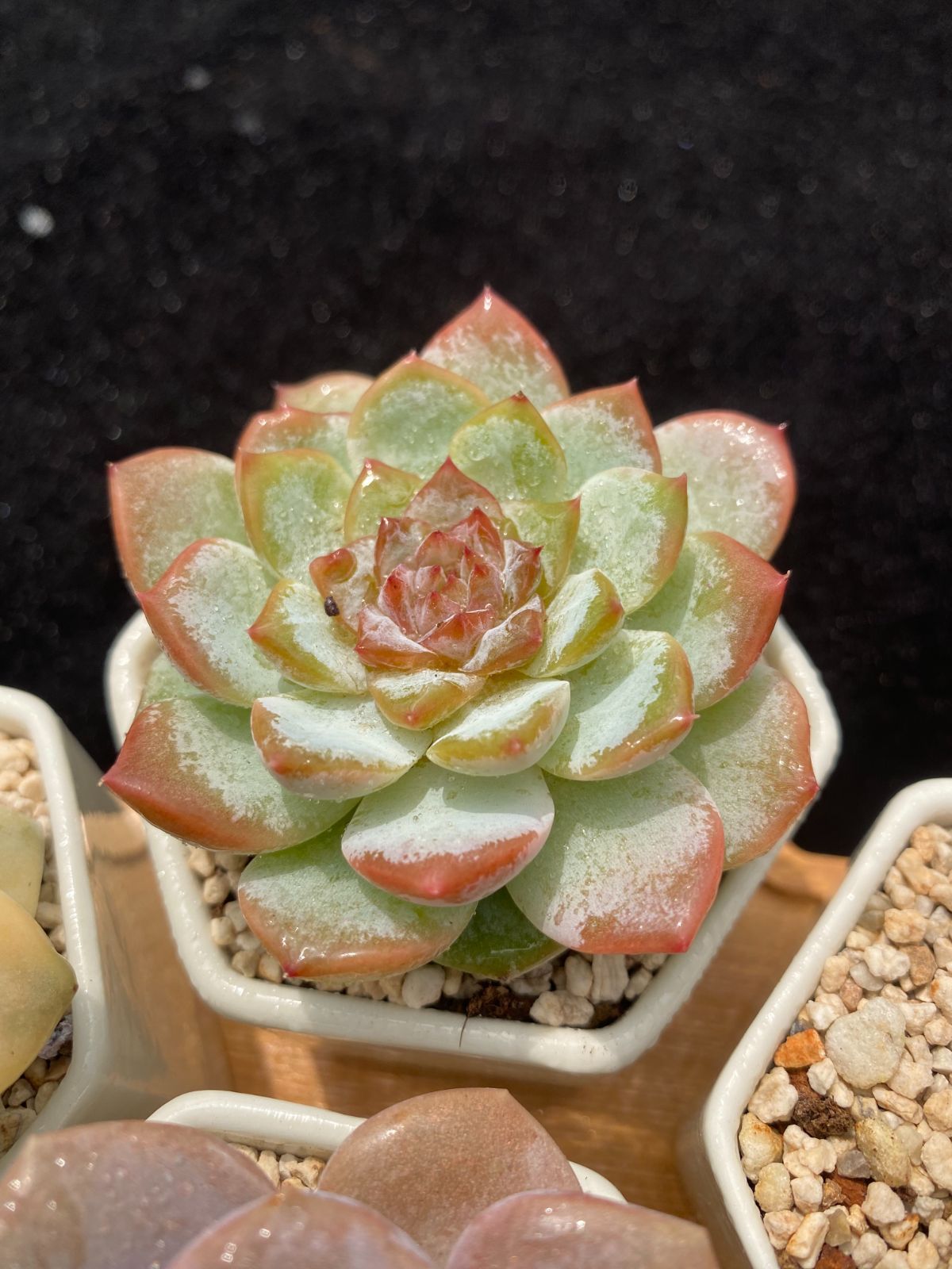 超かわいい♪エケベリア抜き苗4株セット♡多肉植物＆サボテン