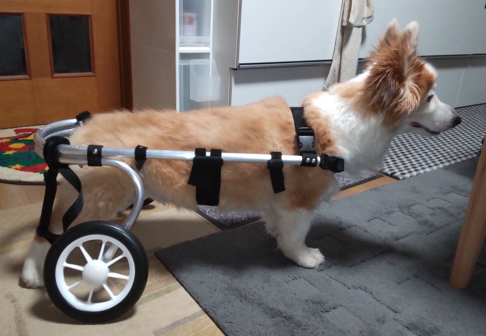 犬用車椅子 歩行器 小型犬用 オーダーメイド 4輪 老犬 介助 運動 