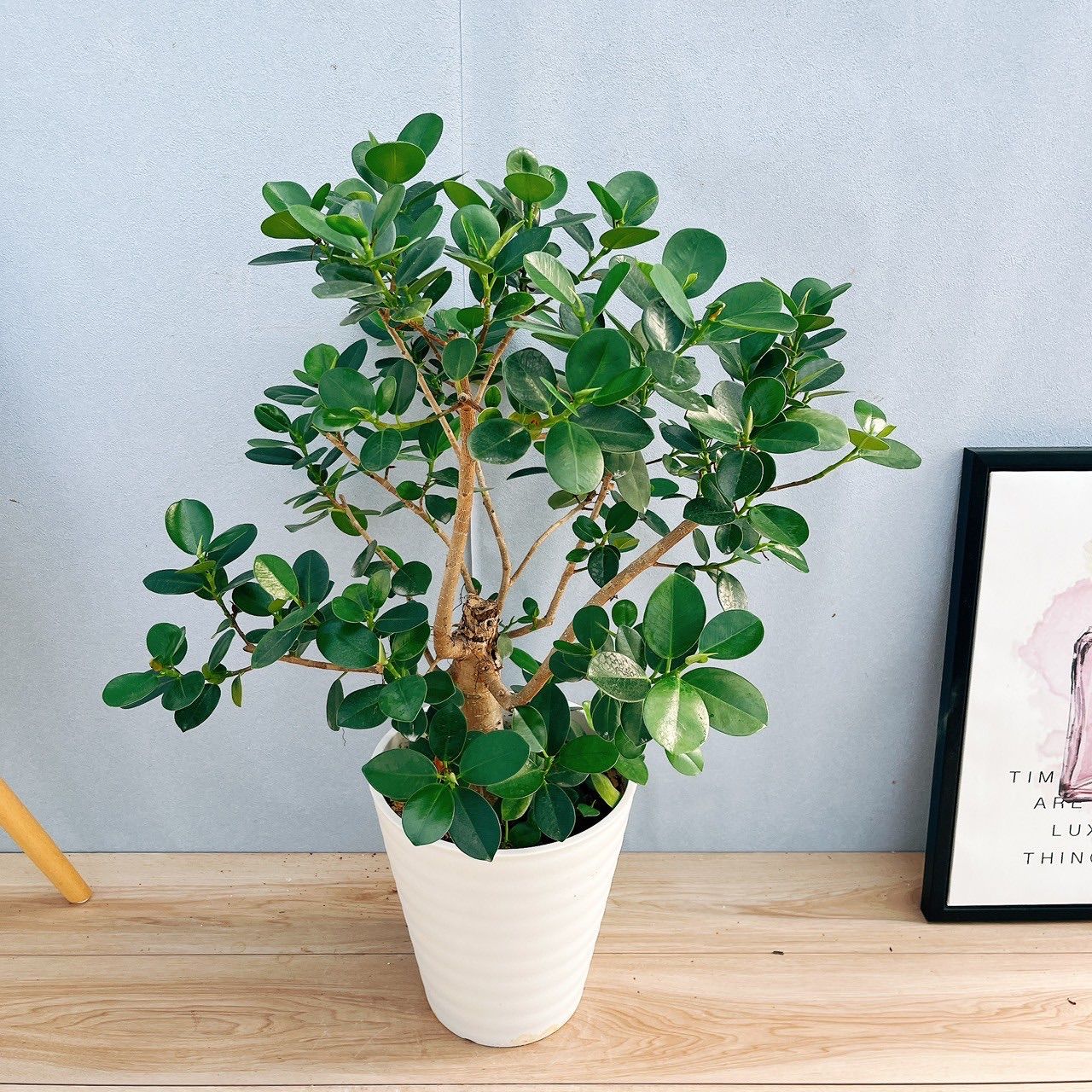 ［現品］【希少】I パンダガジュマル 8号 観葉植物 室内 レア ゴムの木 フィカス おしゃれ 多幸の木 幹太