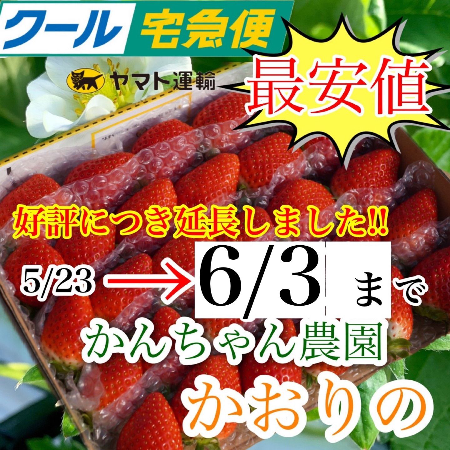 得価人気】 産地直送！大好評☆かんちゃん農園のあまいいちご QDsVc