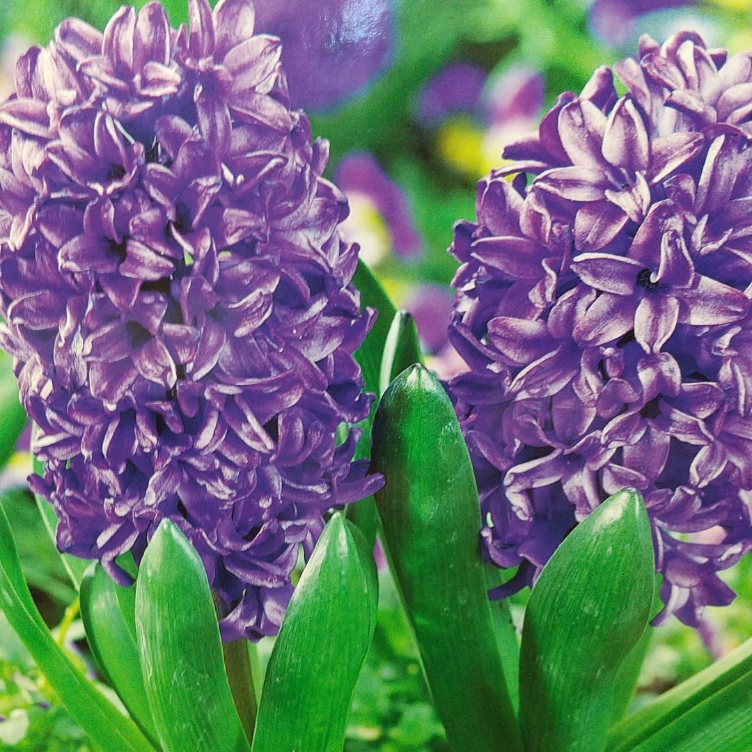 メルカリshops ヒヤシンス球根 大球根 ２色２球根