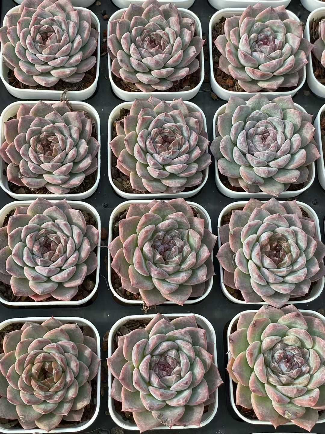 多*ん様 K1167　キャンデー　52株　多肉植物 抜き苗 エケベリア 韓国苗 50株の抜き苗セット】キャンデーライト 多肉植物 佐川急便発送