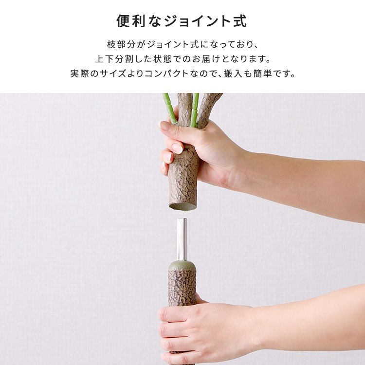 パキラ