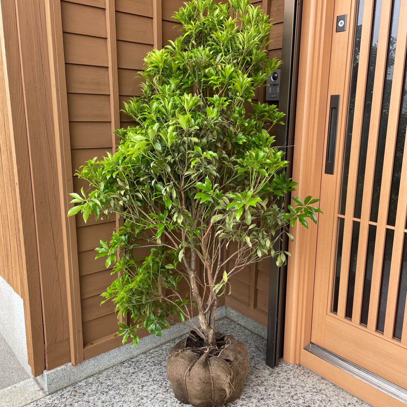 アセビ 馬酔木 白花 大株 根巻き ※花芽付き-