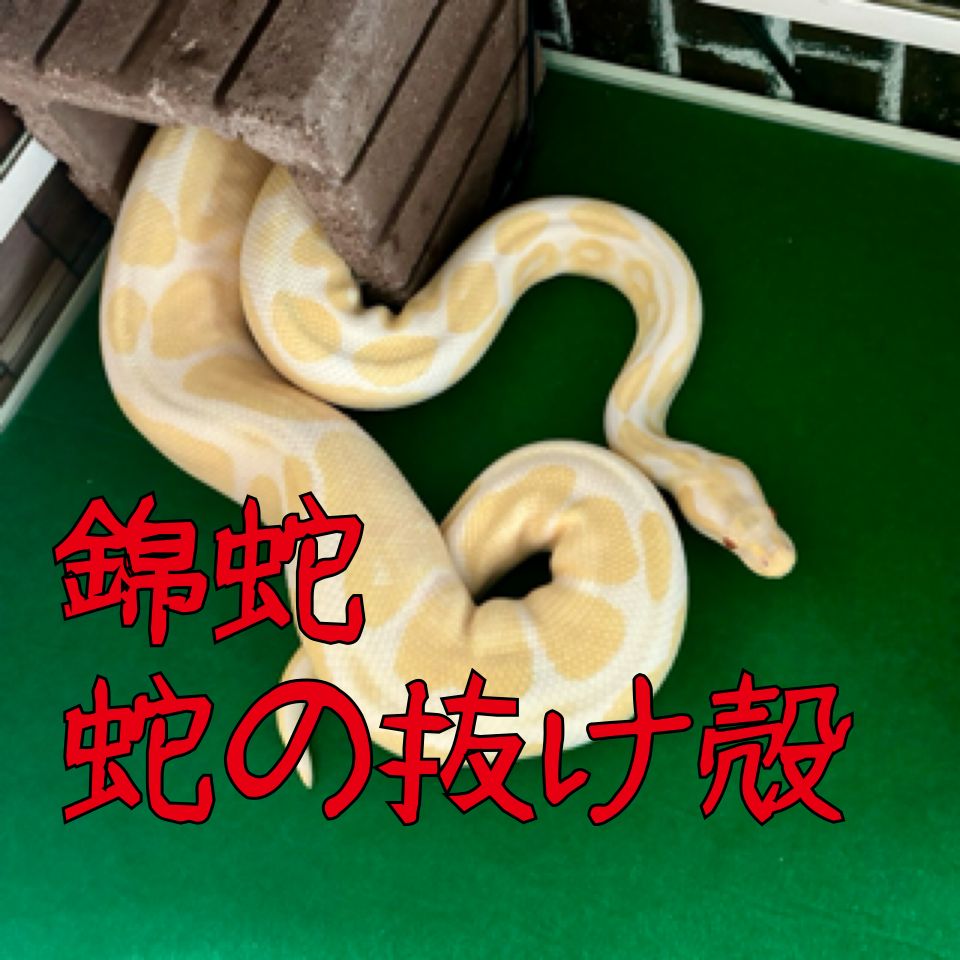 【○○】アルビノボールパイソン蛇の抜け殻脱皮殻2025年巳年金運 蛇の抜け殻 ボールパイソン アルビノ 一本脱ぎ - メルカリ