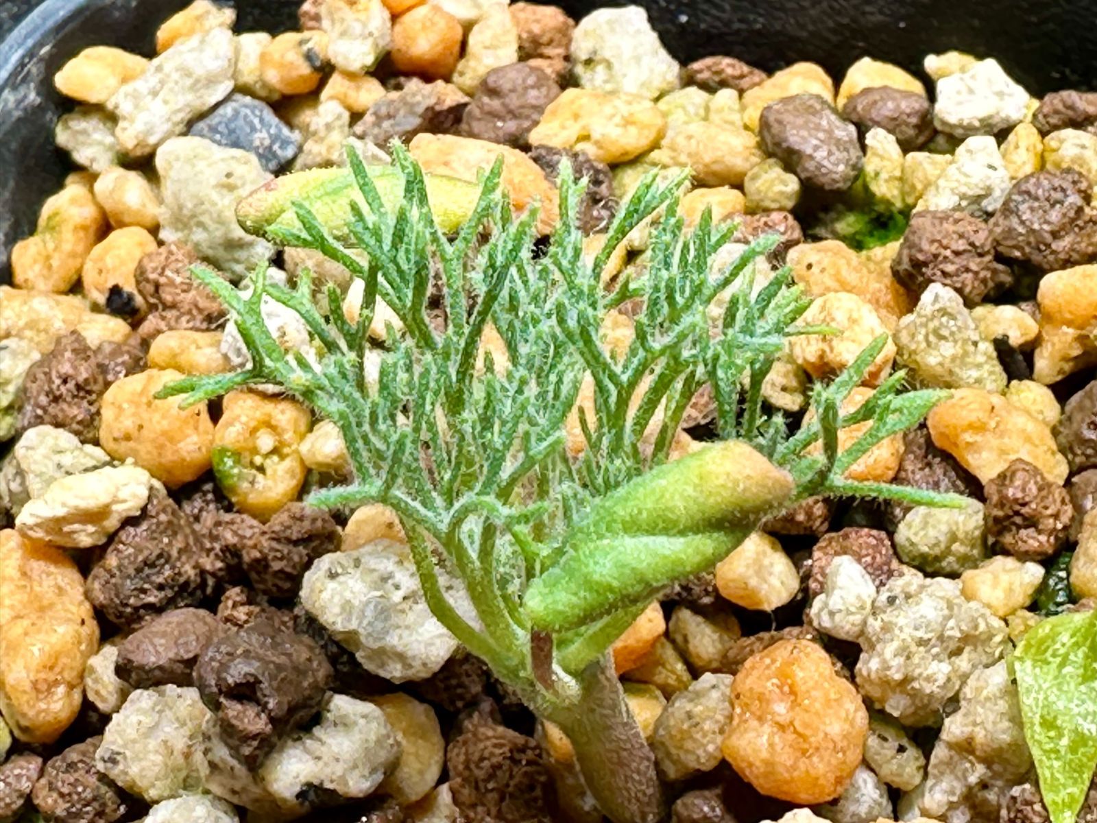 発芽確認後に発送】【種子】 （旧サルコカウロン）モンソニア
