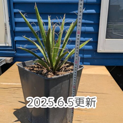 更新】【ドライガーデンOK】【鉢ごと発送】 8号鉢：ユッカ