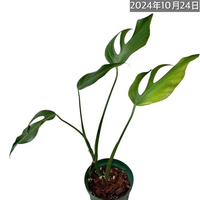 観葉植物 モンステラ バールマルクス フレーム 5号(挿し木) 個体