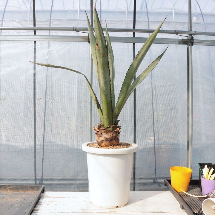 ◆値下げしました◆　アガベ　リュウゼツラン　斑入り　鉢植え　ロックガーデン　ドライガーデン　アメリカーナ 多肉植物 アガベ アオノリュウゼツラン(アメリカーナ) 7号鉢 Agave