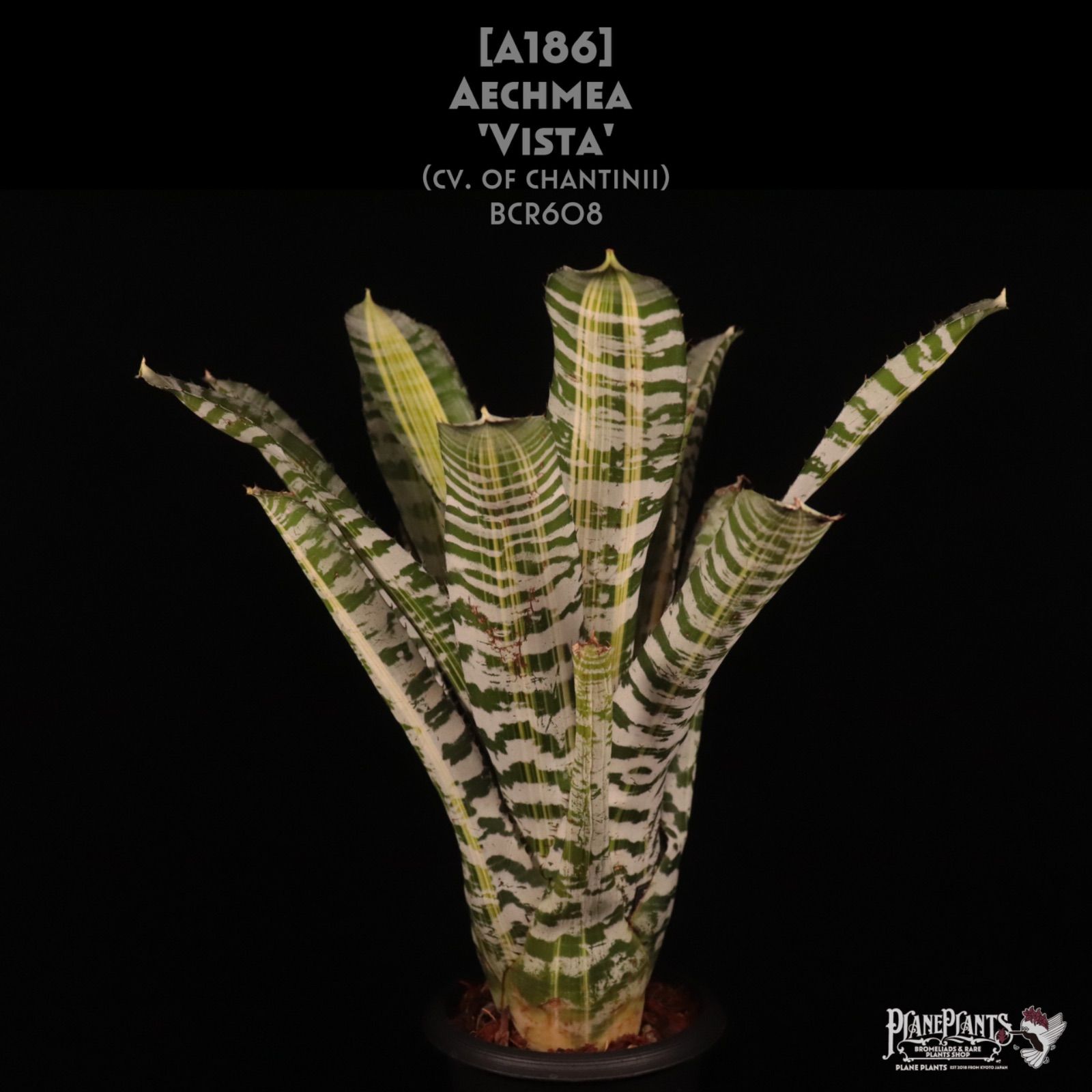 ☆新品未開封☆プラダ ルナロッサオードトワレ(34回アメリカカップ限定版)