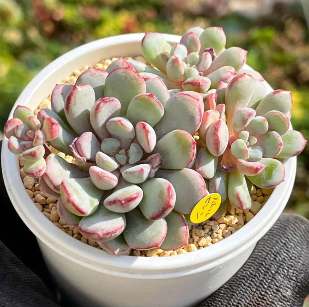 多肉植物ナナ様専用 多肉植物 原種レグレンシス A なな様専用