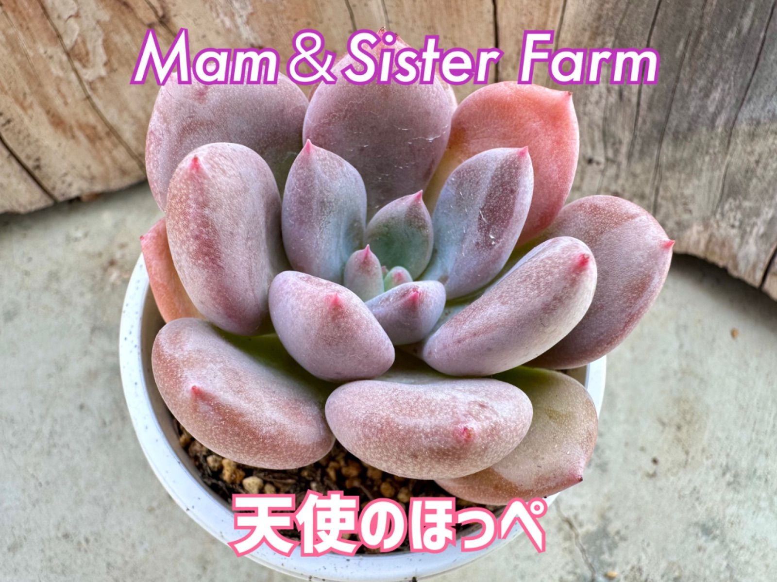 ✨天使のほっぺ✨M&S苗♡韓国苗♡多肉植物♡専用ネームプレート付き