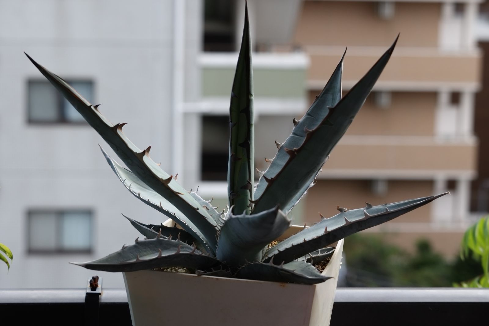 特大】アガベ チタノタブルー 実生 #09 超選抜 実生 特選株 アガベ