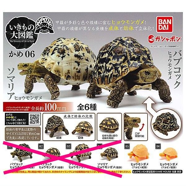 カメフィギュア 限定各種 ガチャガチャ 検索 リペイント いきもの大