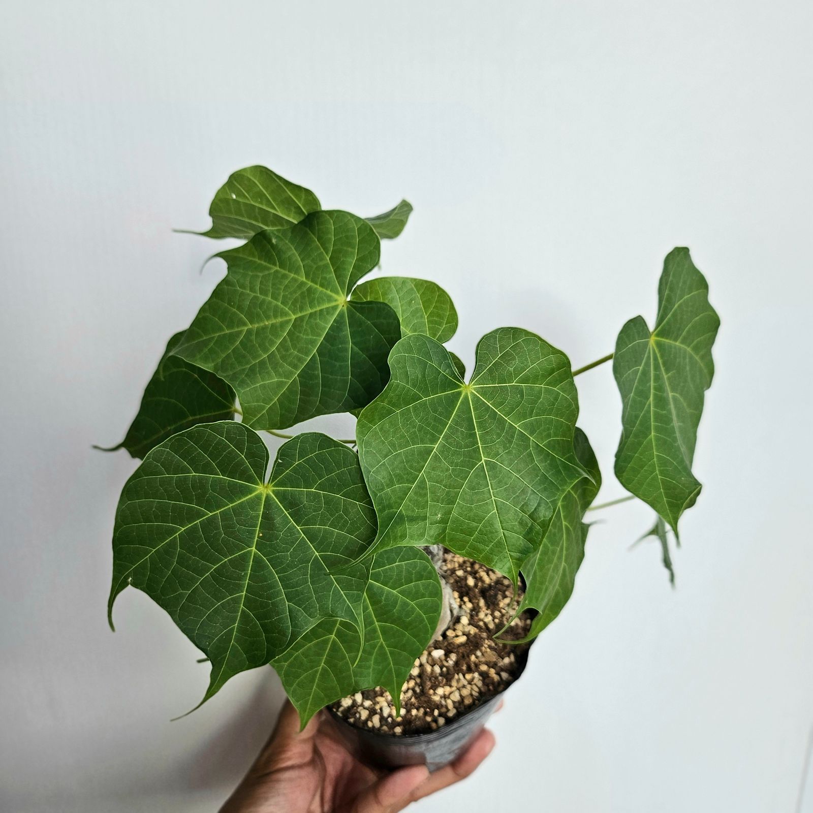 フィルミアナ・フルゲンス Firmiana fulgens 塊根植物コーデックス